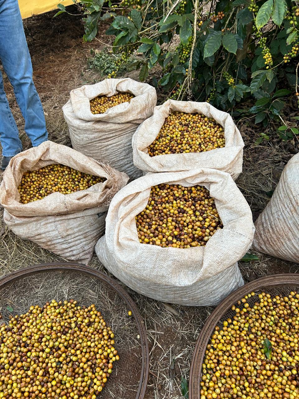 Brésil - Fazenda Guariroba - Catucai Jaune - Nature