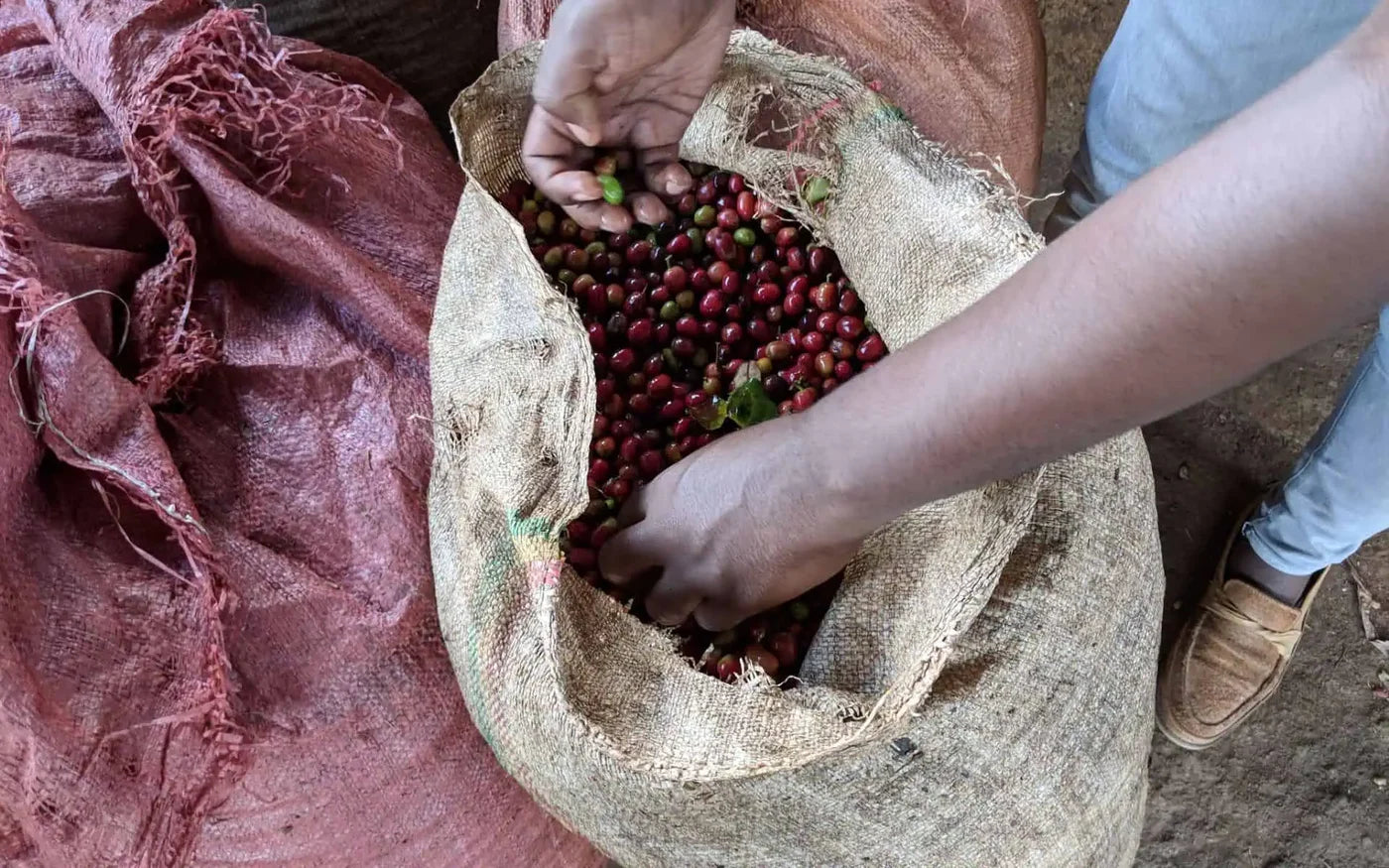 Café Torréfié-Cloudforest-Mugaga-Kenya-Filtre