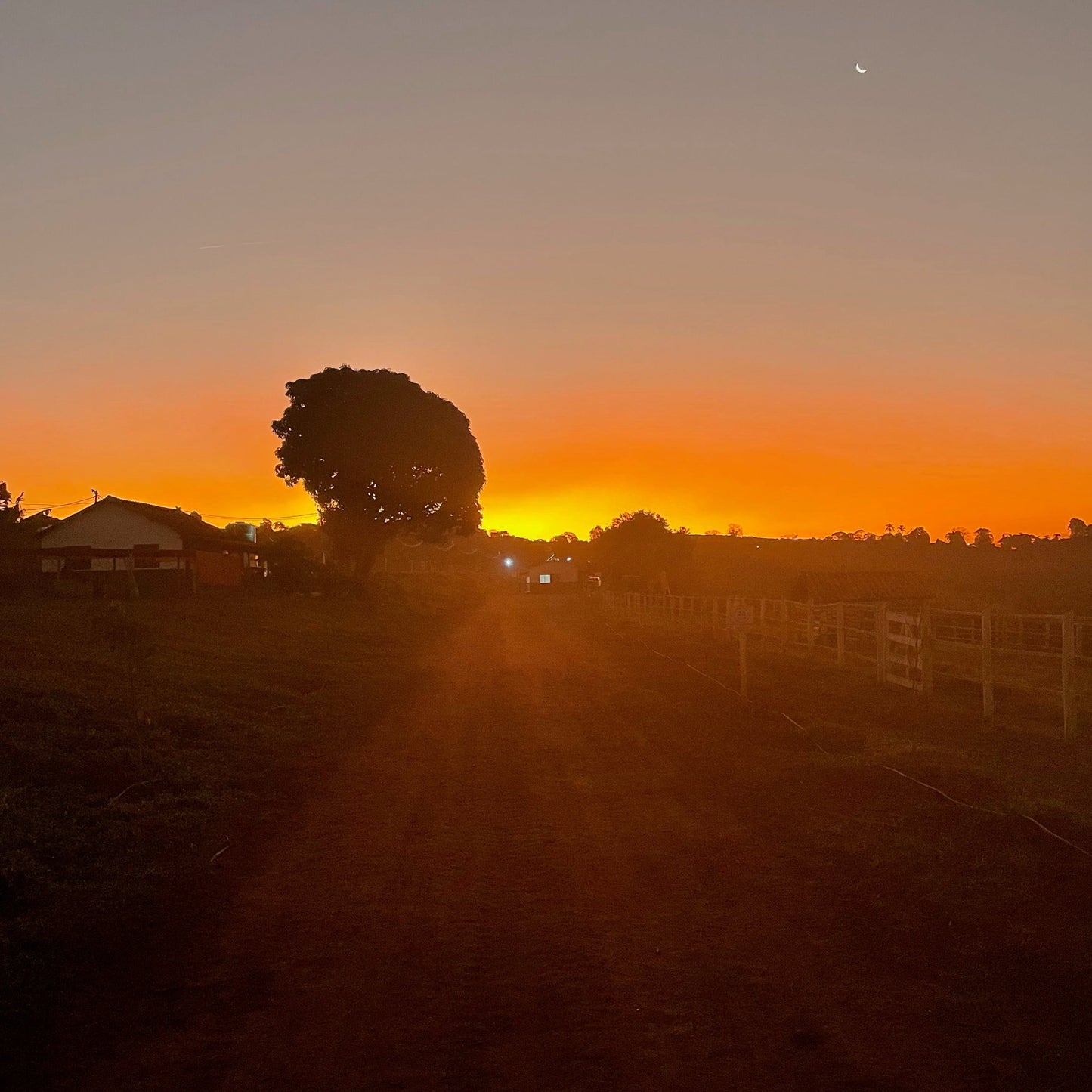 #015-Café Torréfié-Fazenda Guariroba-Bourbon Rose-Route Aérobie + Anaérobie