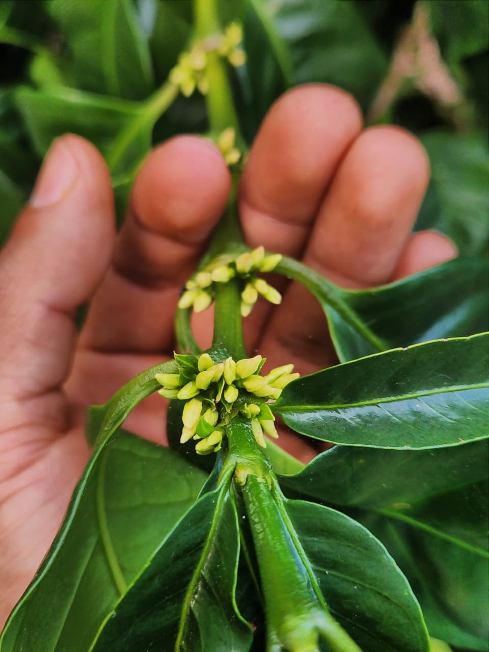 Mexique - Arbey Méndez - Catuaí Jaune, Garnica - Red Honey