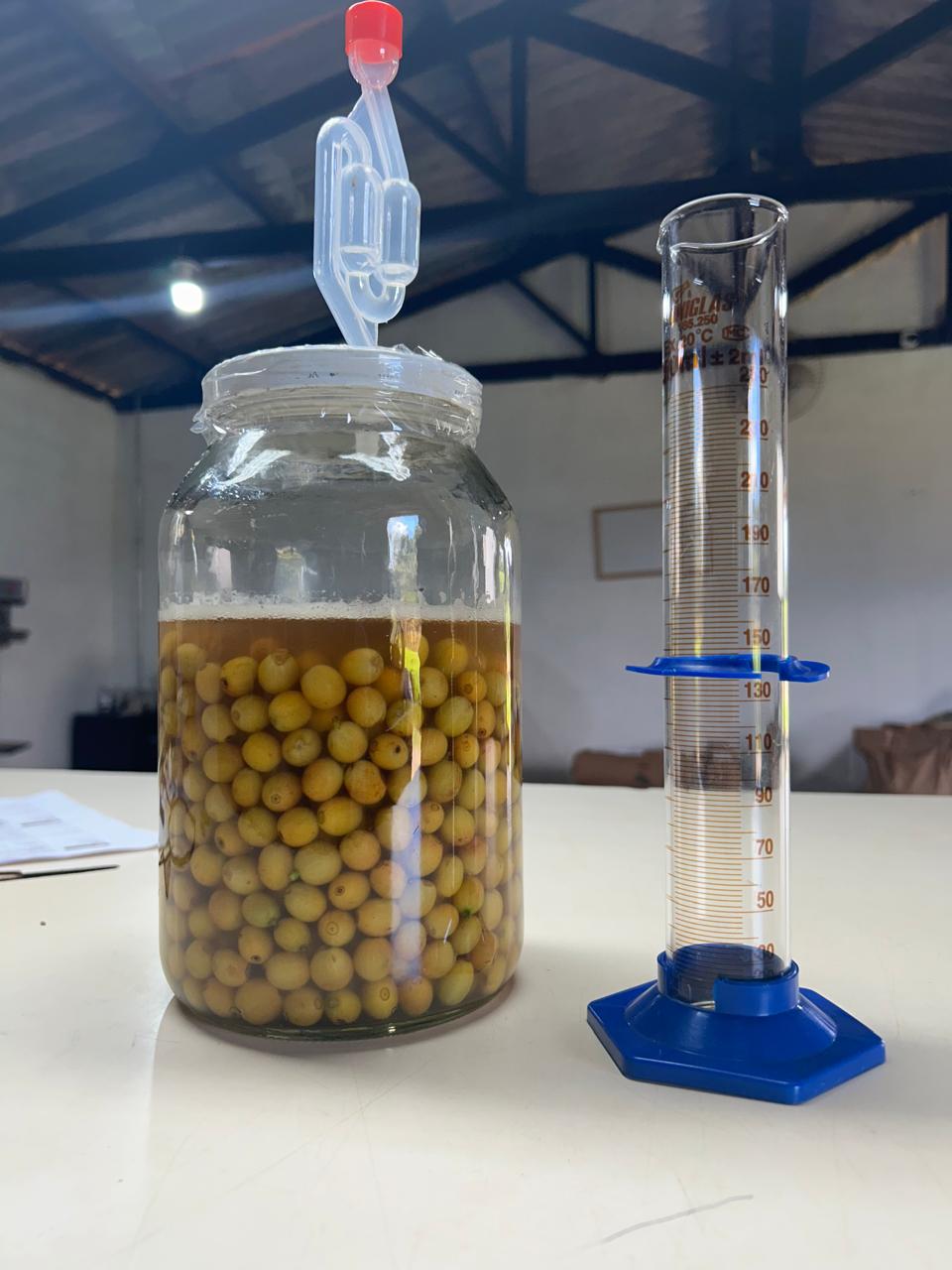 Brésil - Fazenda Guariroba - Arara - Route Aérobie Dépulpé