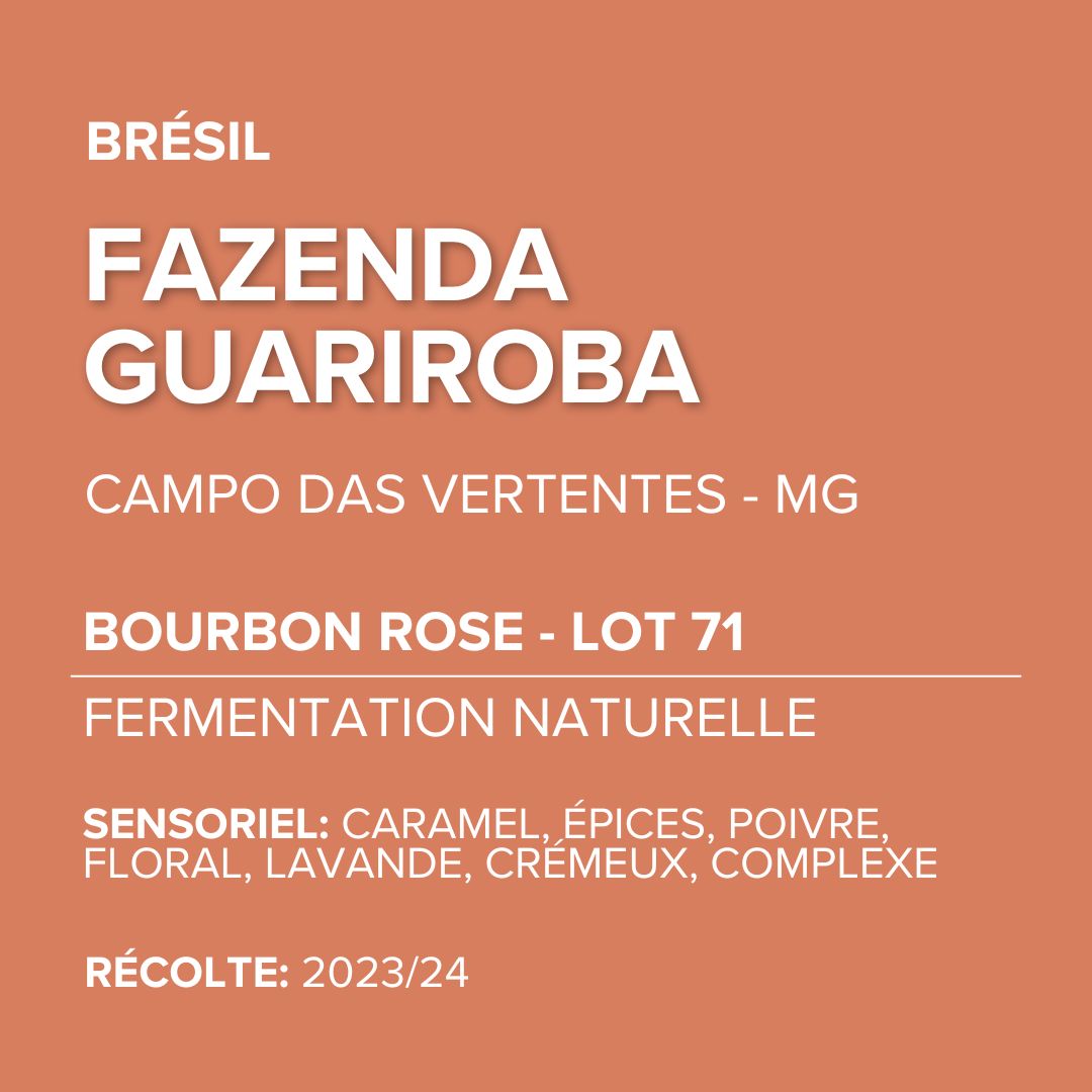 Brésil - Fazenda Guariroba - Bourbon Rose - Lot 71