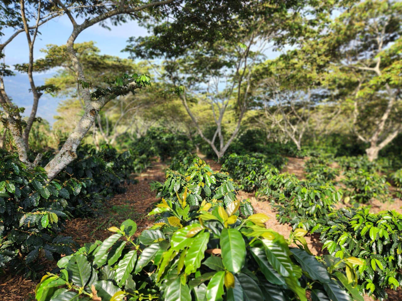 Mexique - Arbey Méndez - Catuaí Jaune, Garnica - Red Honey