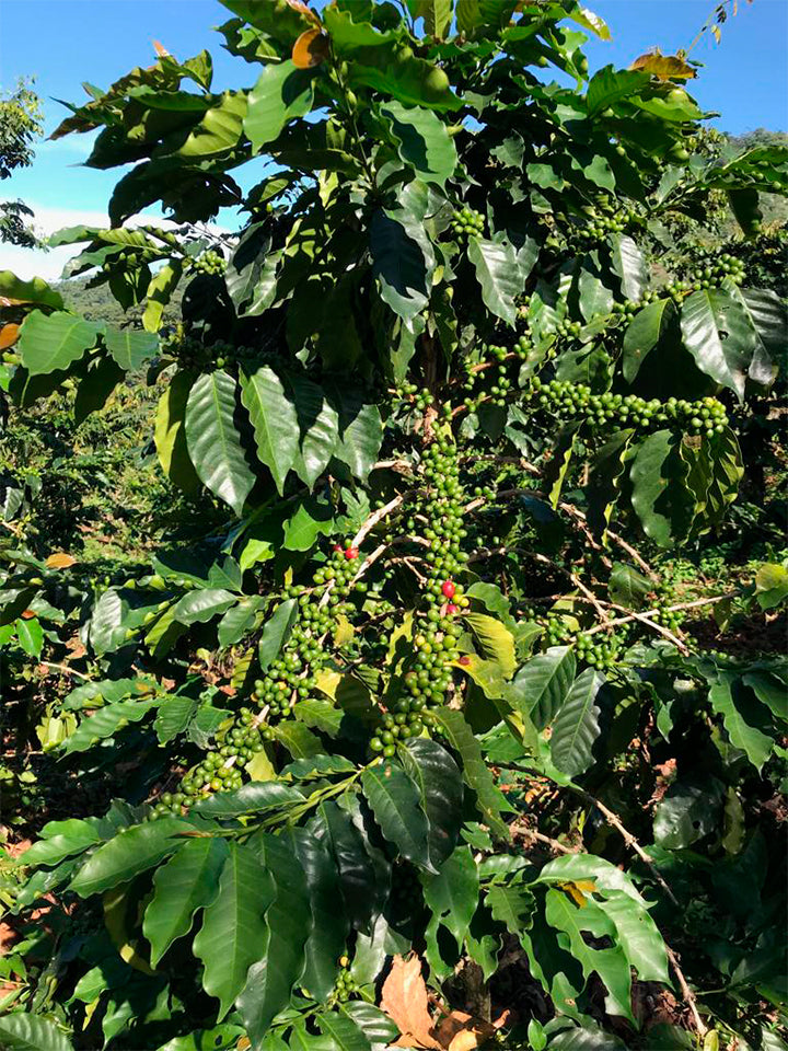 Mexique - Finca Monte Perla - Mondo Novo, Oro Azteca - Lavé