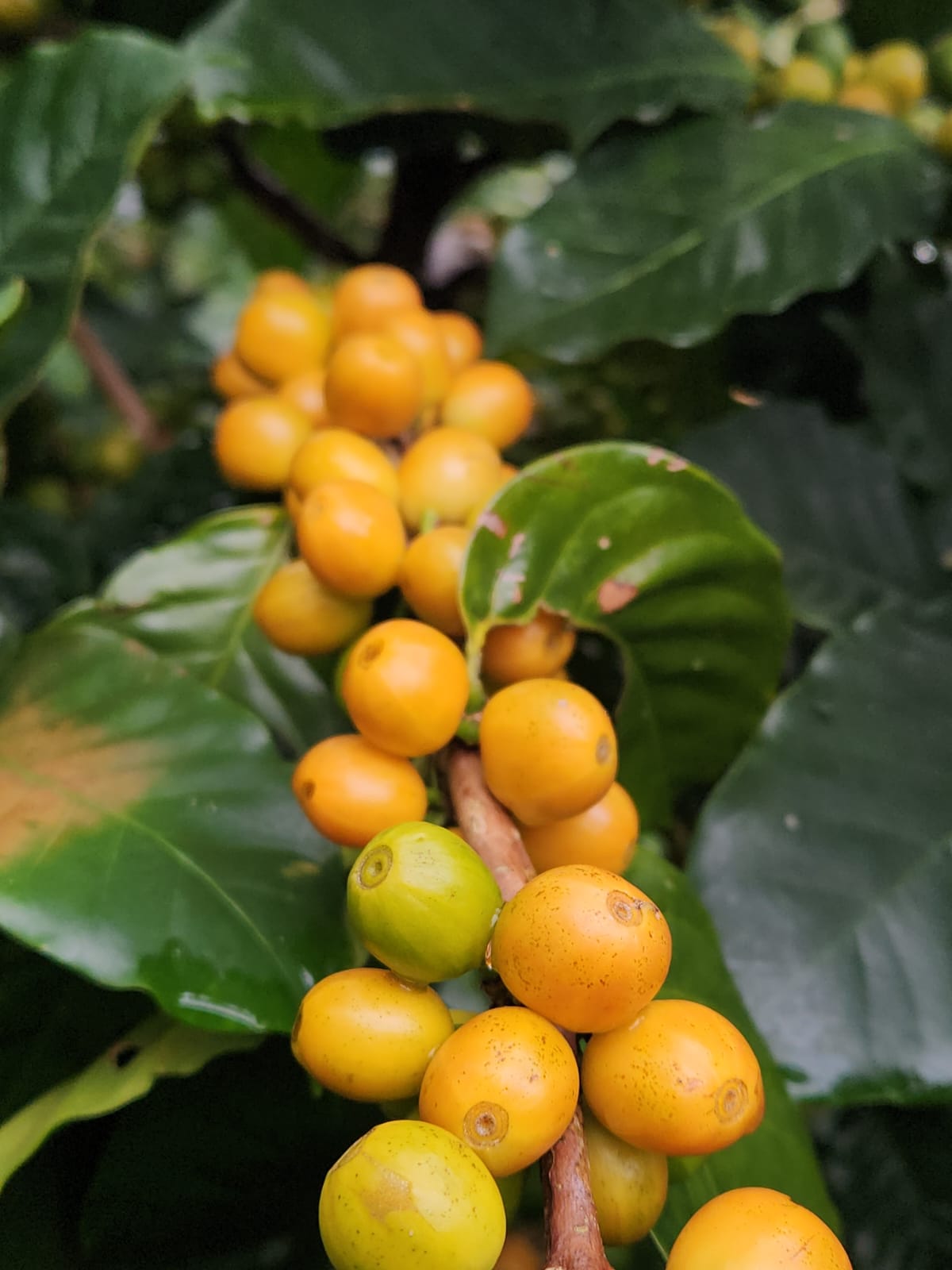 Mexique - Arbey Méndez - Catuaí Jaune, Garnica - Red Honey