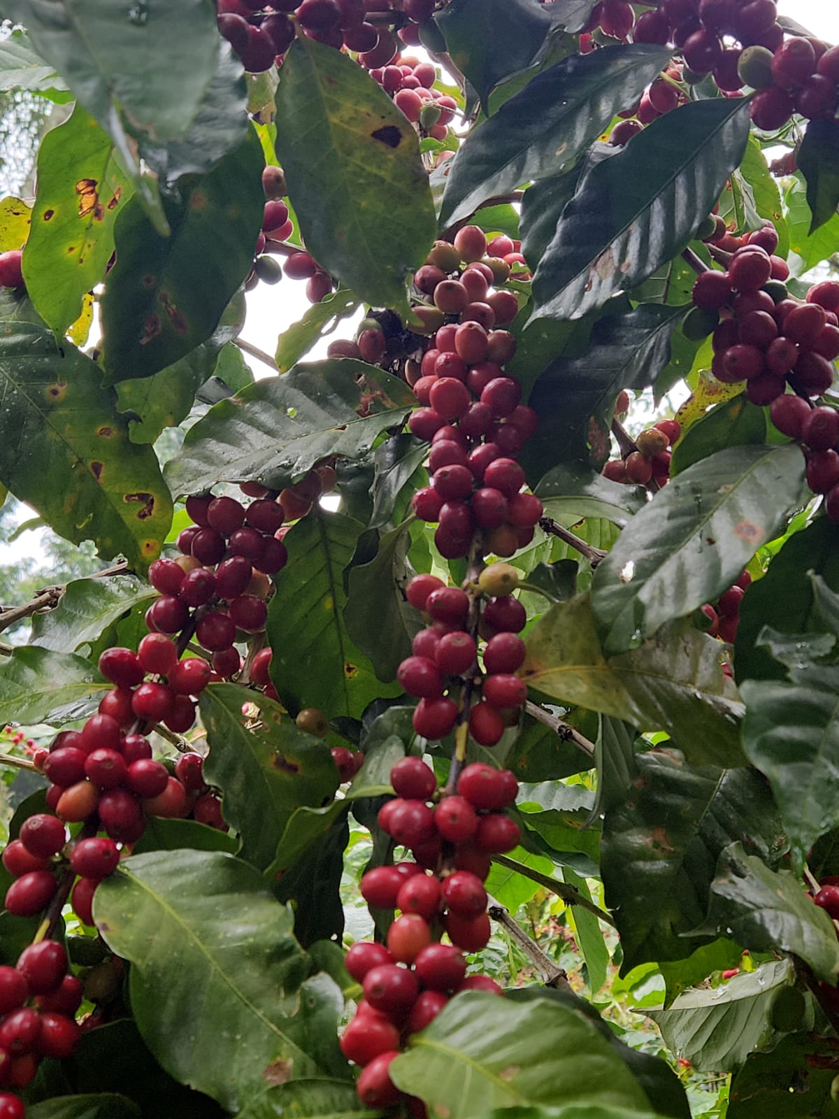 Mexique - Arbey Méndez - Catuaí Jaune, Garnica - Red Honey