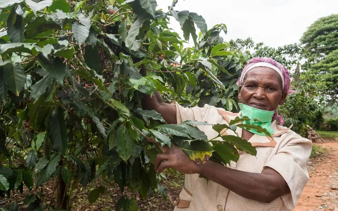 Café Torréfié-Cloudforest-Mugaga-Kenya-Filtre