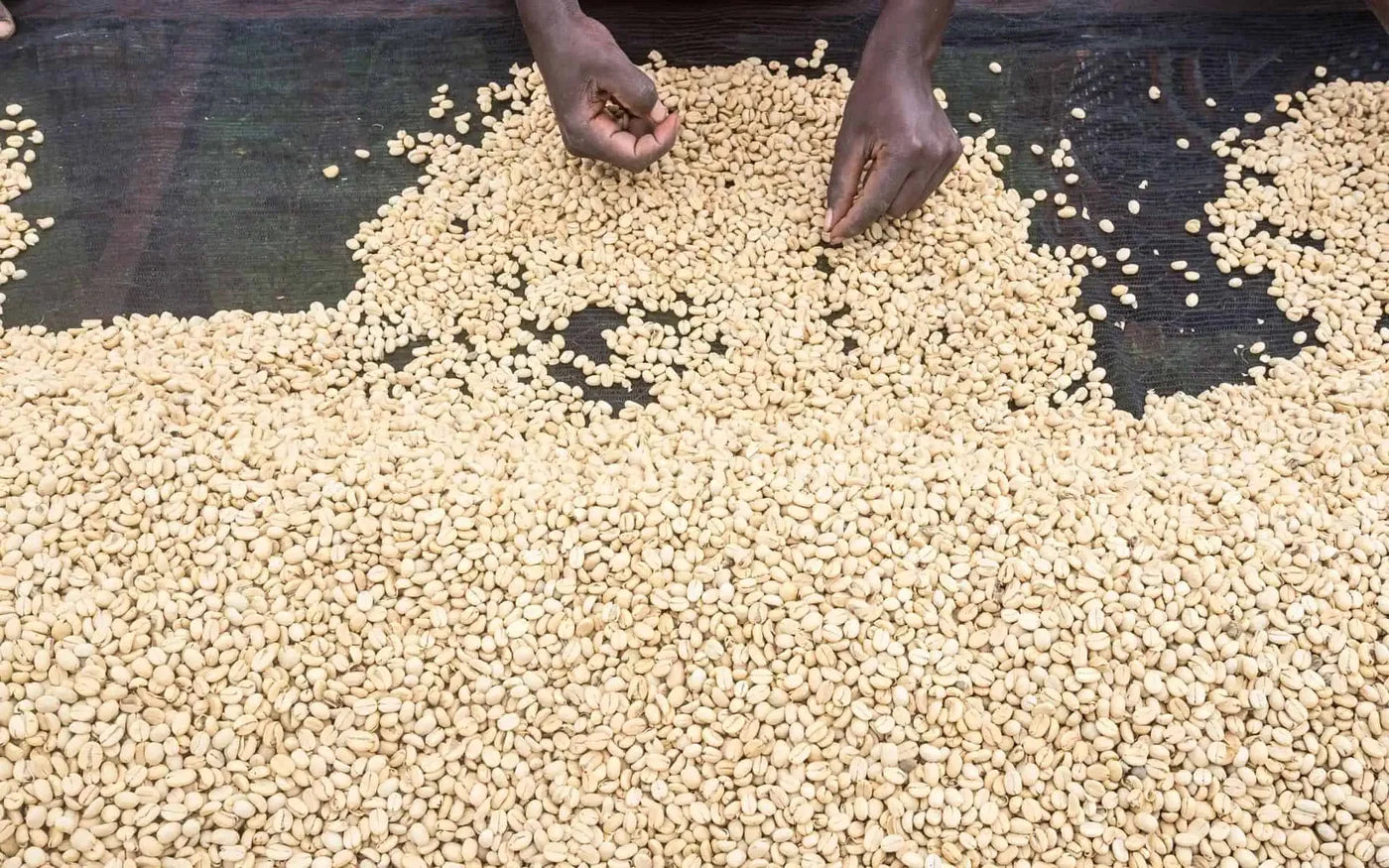 Café Torréfié-Cloudforest-Mugaga-Kenya-Filtre