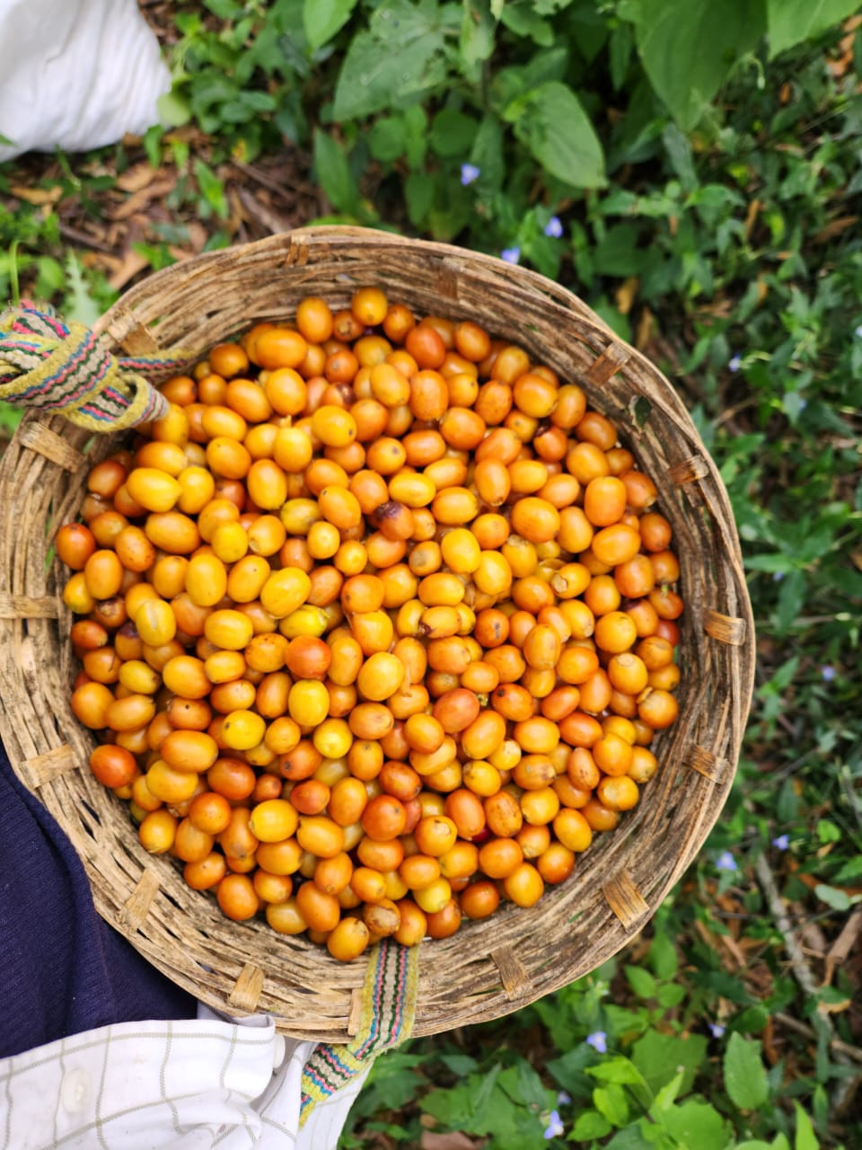 Mexique - Arbey Méndez - Catuaí Jaune, Garnica - Red Honey