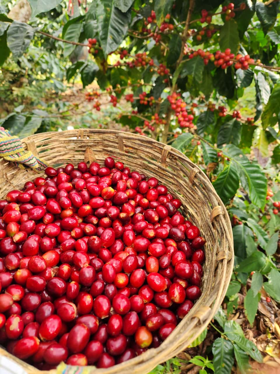 Mexique - Arbey Méndez - Catuaí Jaune, Garnica - Red Honey