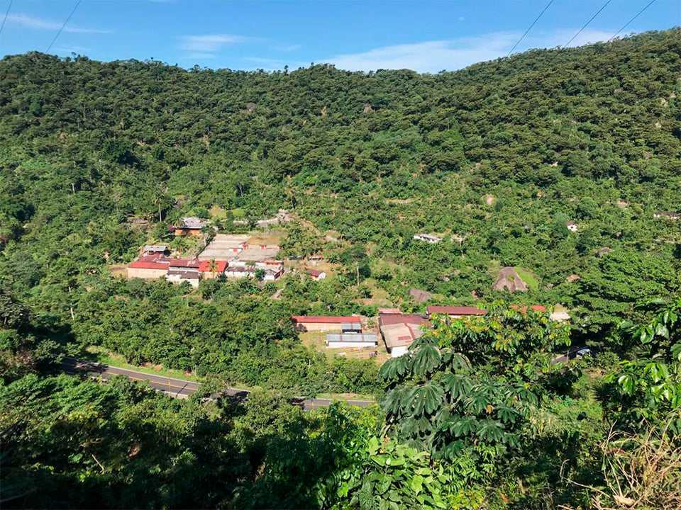 Mexique - Finca Monte Perla - Mondo Novo, Oro Azteca - Lavé