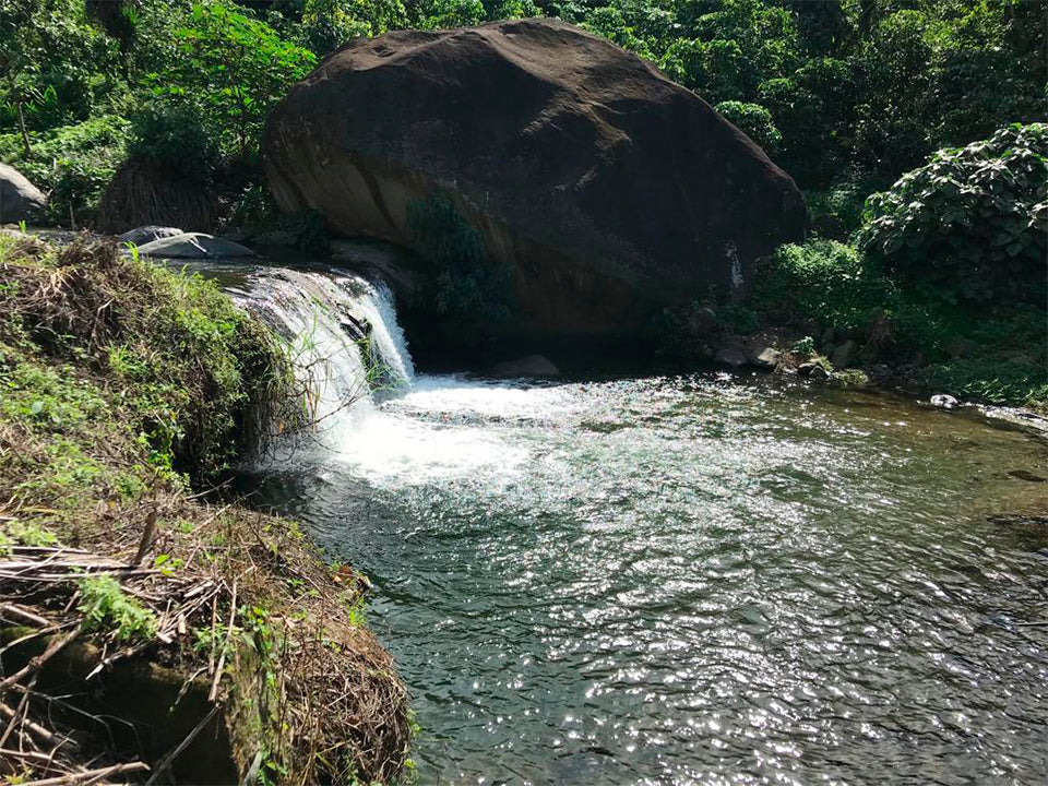 Mexique - Finca Monte Perla - Mondo Novo, Oro Azteca - Lavé