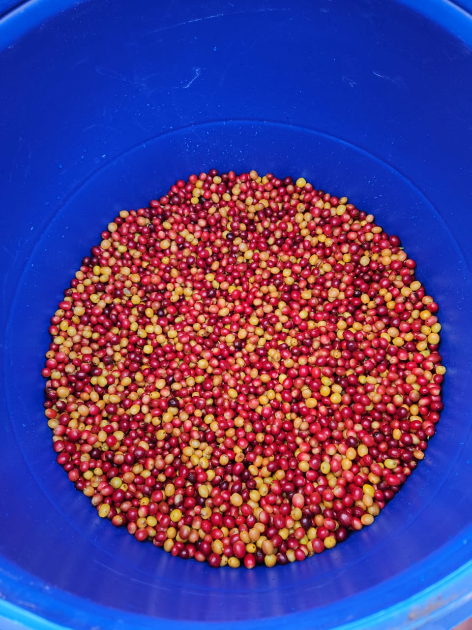 Mexique - Arbey Méndez - Catuaí Jaune, Garnica - Red Honey