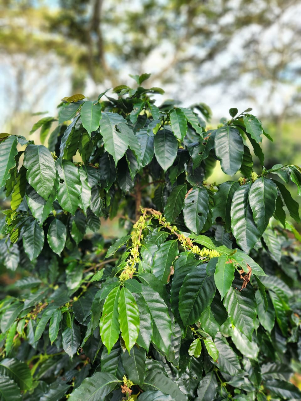 Mexique - Arbey Méndez - Catuaí Jaune, Garnica - Red Honey