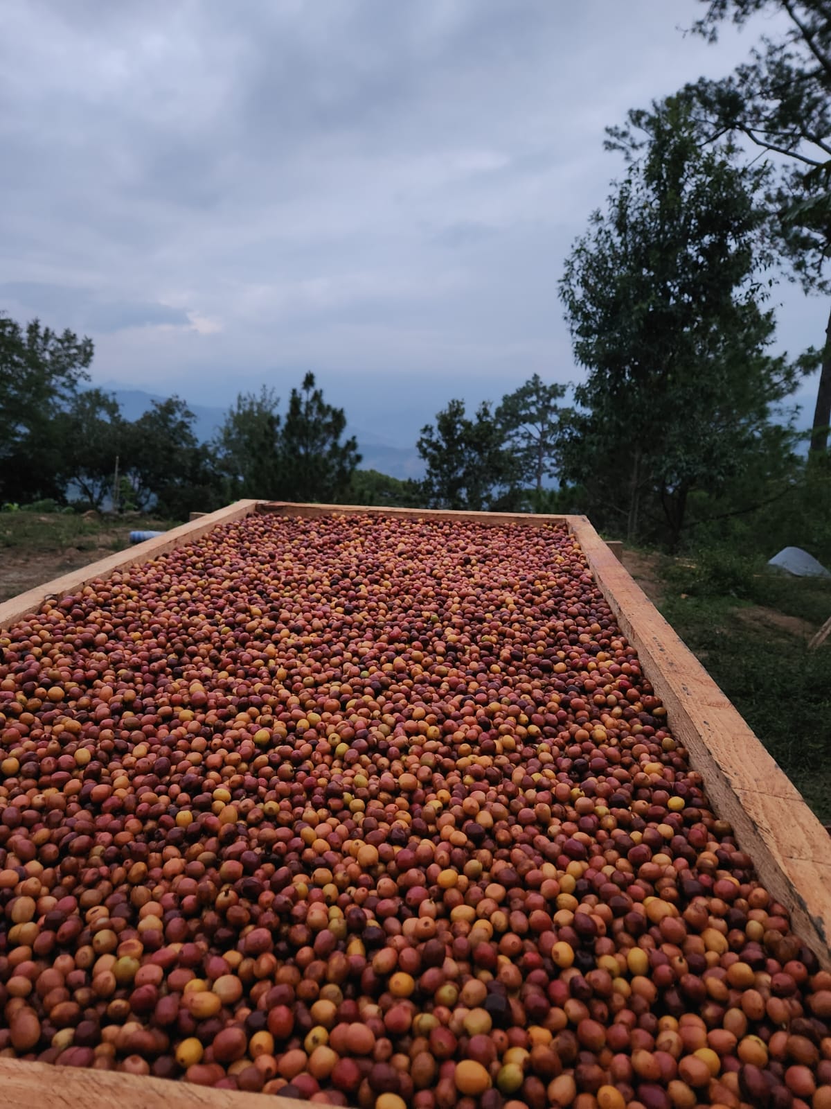 Mexique - Arbey Méndez - Catuaí Jaune, Garnica - Red Honey