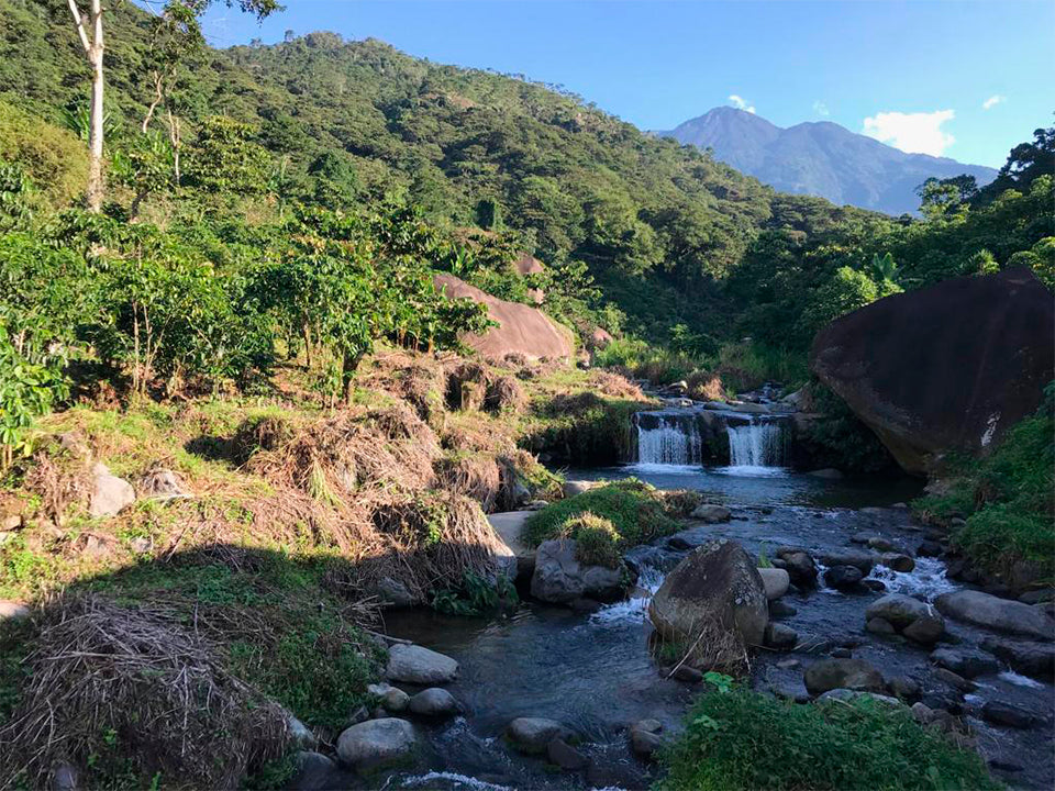 Mexique - Finca Monte Perla - Mondo Novo, Oro Azteca - Lavé